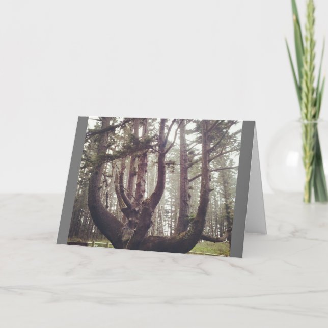 Octopus Träd, Cape Meares, Oregon Kort (Framsida)
