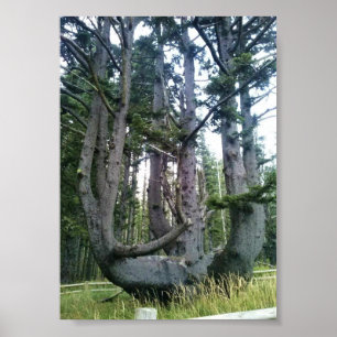 Octopus Träd, Cape Meares, Oregon Poster
