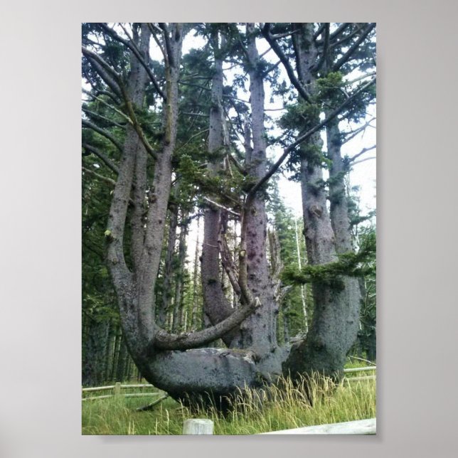 Octopus Träd, Cape Meares, Oregon Poster (Framsidan)