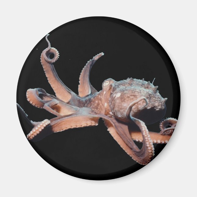 Octopus-Vild Thang Magnet (Framsidan)