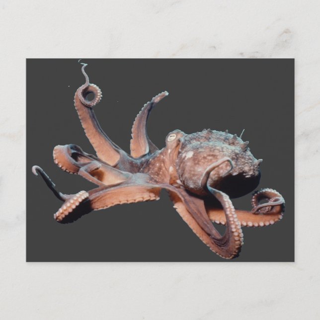 Octopus-Vild Thang Vykort (Framsida)