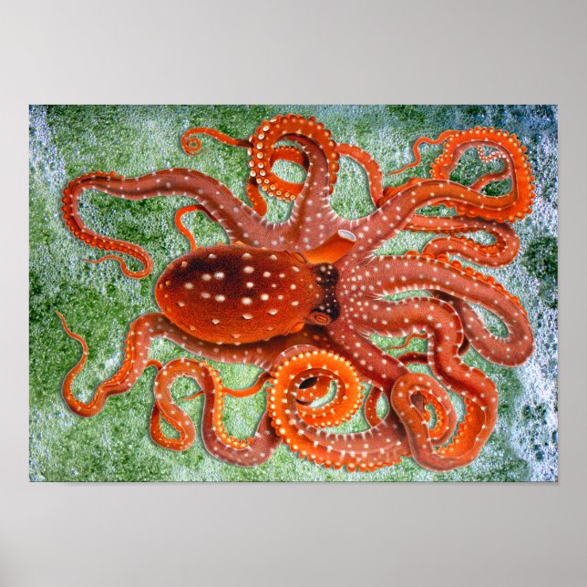 Octopus Vintage affisch (Framsidan)
