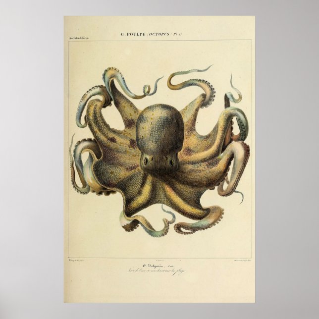 Octopus Vintage Zoological Sketch Poster (Framsidan)