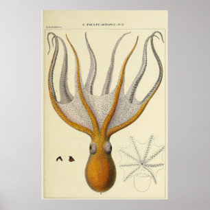 Octopus Vintage Zoological Sketch Poster