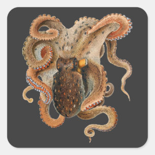 Octopus Vulgaris, Gamla Marina Djur Fyrkantigt Klistermärke