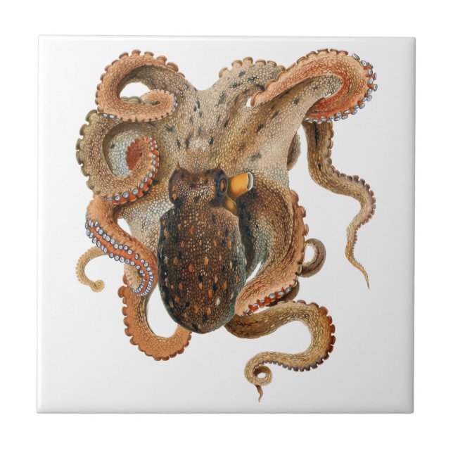 Octopus Vulgaris, Gamla Marina Djur Kakelplatta (Framsidan)