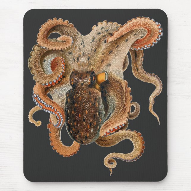 Octopus Vulgaris, gammal marin fauna Musmatta (Framsidan)