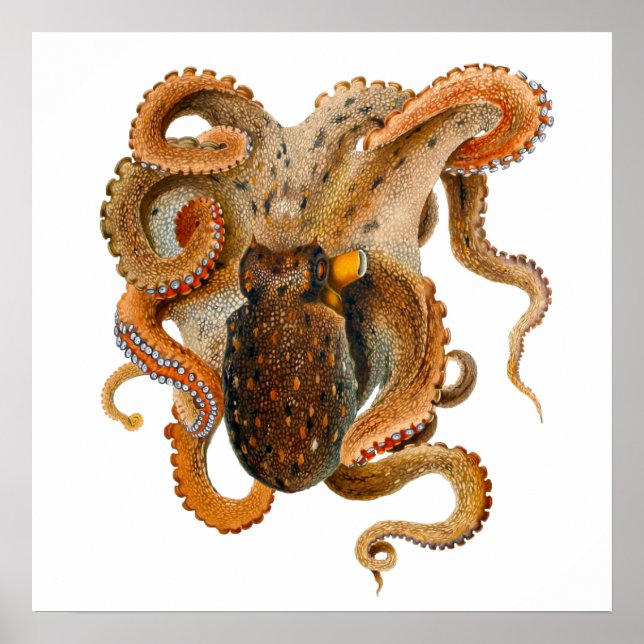 Octopus Vulgaris Merculiano Poster (Framsidan)