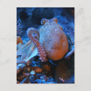 Octopus Vykort