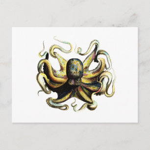Octopus Vykort