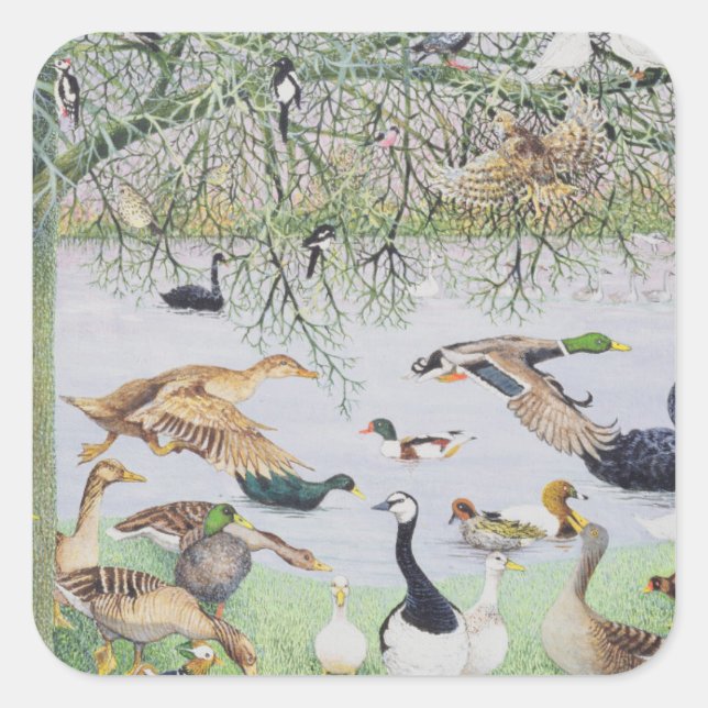 Odd Anka Fyrkantigt Klistermärke (Framsida)