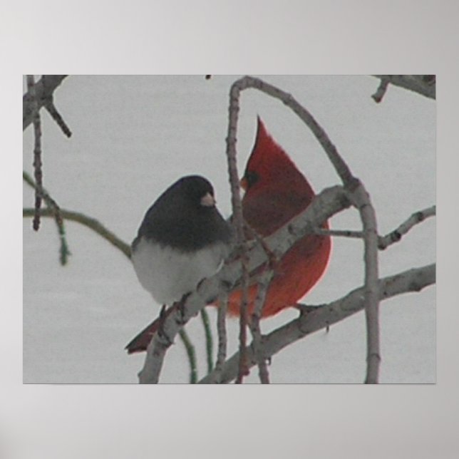 Odd Birds Poster (Framsidan)