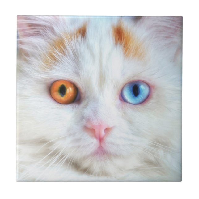 Odd-Eyed White Persian Cat Kakelplatta (Framsidan)