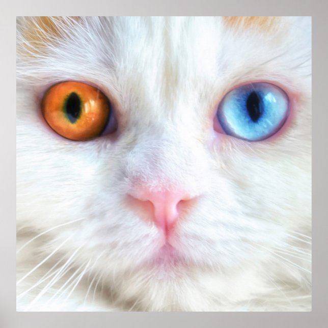 Odd-Eyed White Persian Cat Poster (Framsidan)