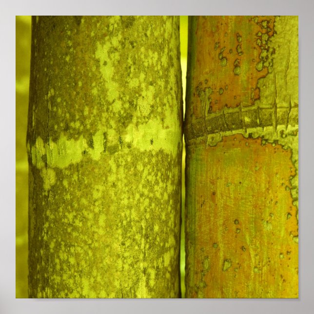 Ode to Bamboo Poster (Framsidan)