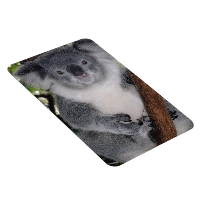 Öde Zazzle Söt Koala Aussi Outback Magnet (Högersidan)