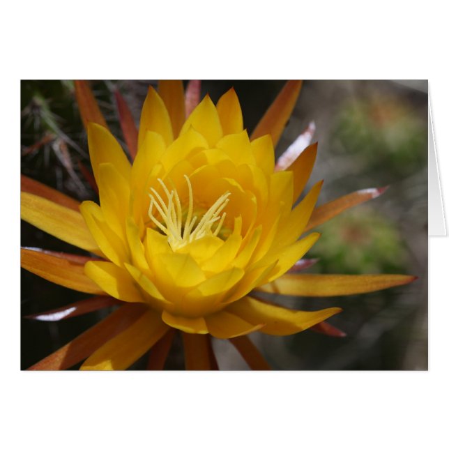 odefinierad hälsningskort (Framsidan Horizontal)