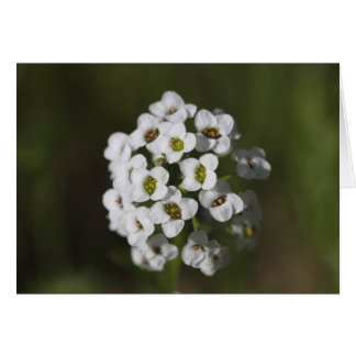 odefinierad hälsningskort