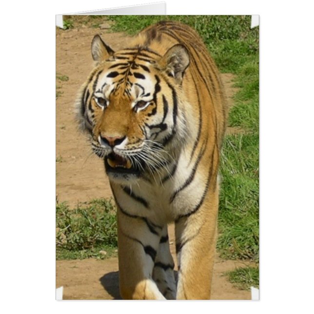 odefinierad hälsningskort (Framsidan)