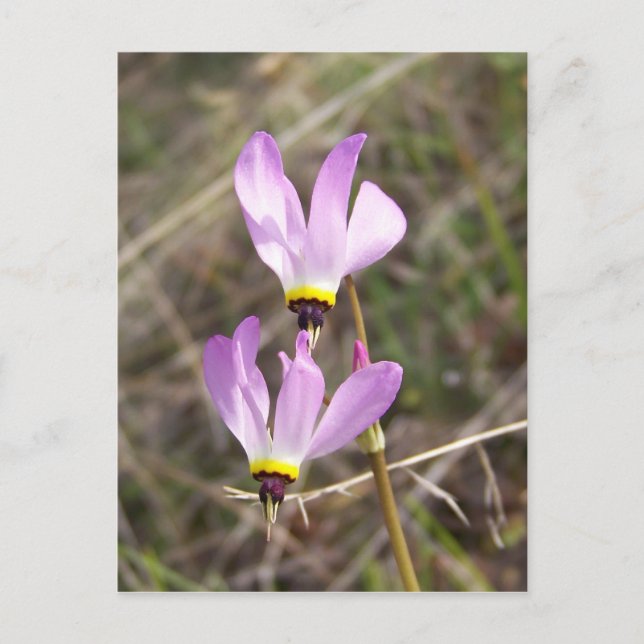 odefinierad vykort (Framsida)