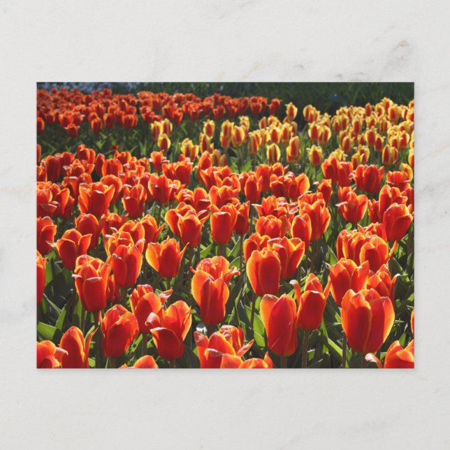 odefinierad vykort (Framsida)