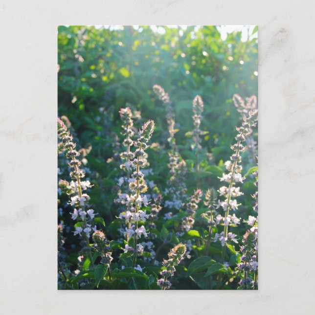 odefinierad vykort (Framsida)