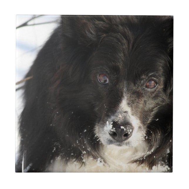 odefinierat kakelplatta (Framsidan)