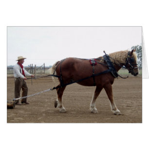 Odie the Belgium Horse Kör Hälsningskort