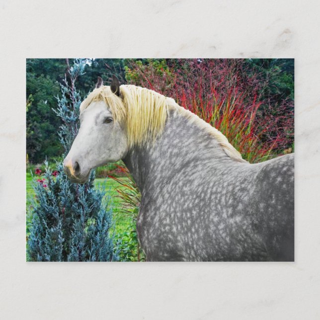 "Odin" Vykort (Framsida)