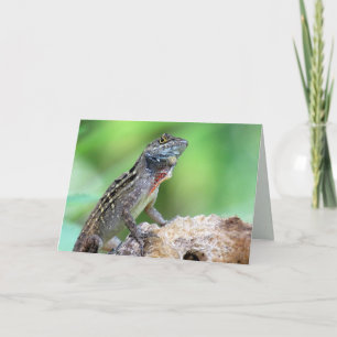ödla (Brown Anole) (6891) - Tom insida Kort