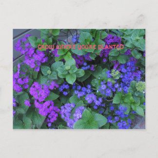 odla där du är planterad vykort