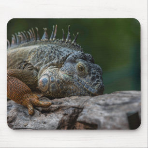 ödla, guana, naturen musmatta