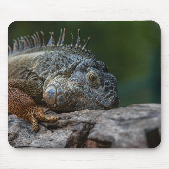 ödla, guana, naturen musmatta (Framsidan)