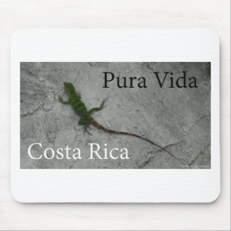 Ödla på stenväggen i Costa Rica Pura Vida! Musmatta