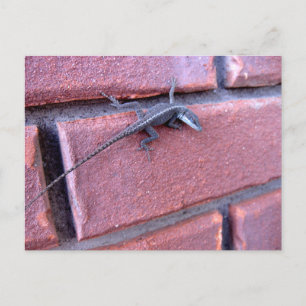 Ödla på tegelvägg Natur Vilda djur Fotografi Vykort