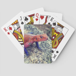 Ödla som leker kort casinokort