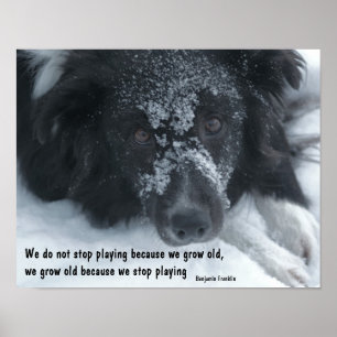 Odling av gammal inspirationsoffert Gräns Collie Poster