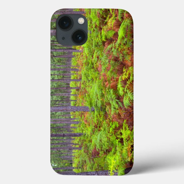 Odling av klammer (Pteridium Aquilinum) (Baksida)