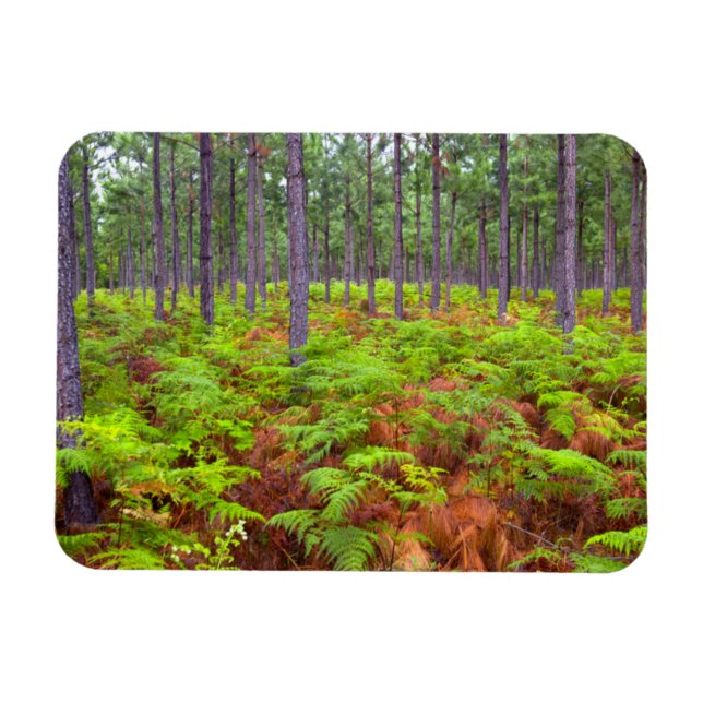 Odling av kli (Pteridium Aquilinum) Magnet (Horisontell)