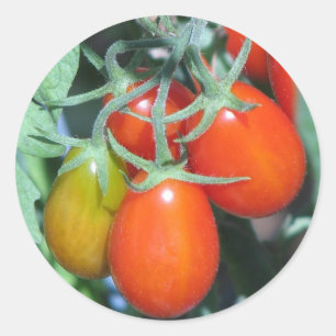 Odling av Tomatoes Runt Klistermärke