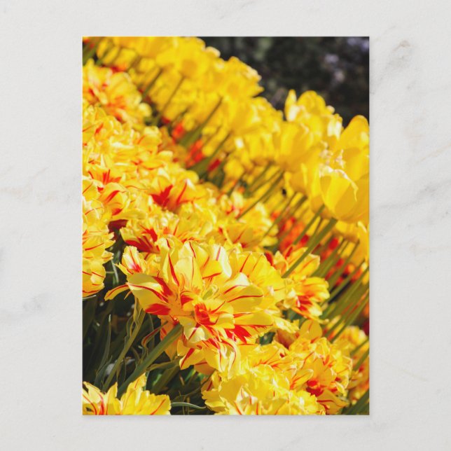 Odling i Guld Vykort (Framsida)