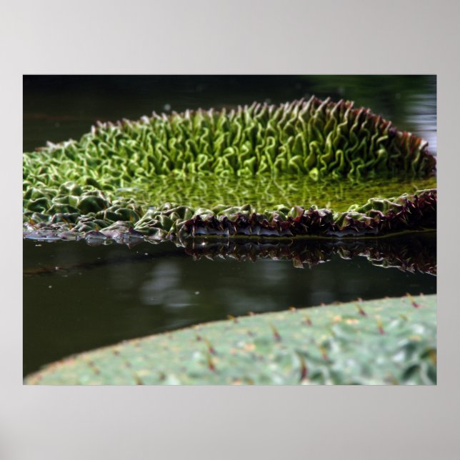 Odlingspets Poster (Framsidan)