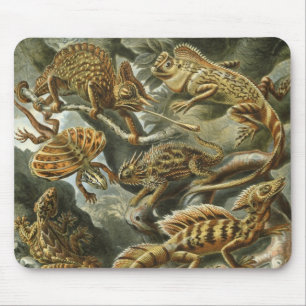 Ödlor av Ernst Haeckel Vintage Lacertilia Djur Musmatta