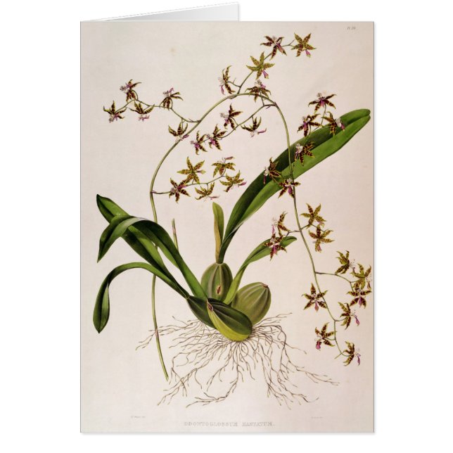 Odontoglossum Hastatum Hälsningskort (Framsidan)