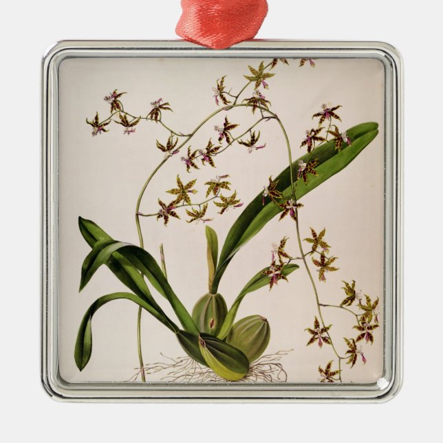 Odontoglossum Hastatum Julgransprydnad Metall (Framsidan)