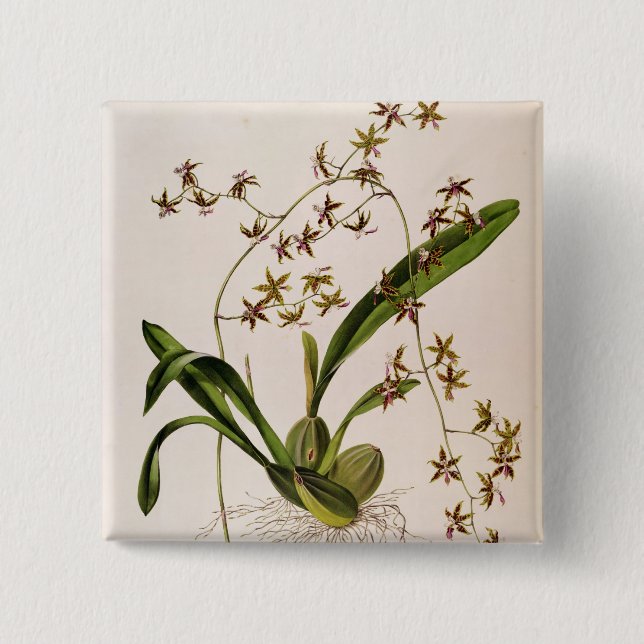 Odontoglossum Hastatum Knapp (Framsida)