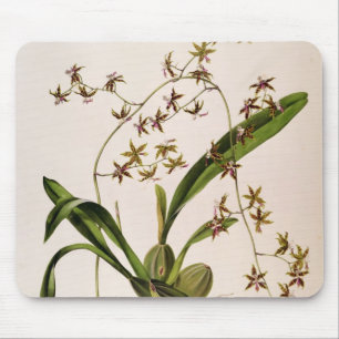 Odontoglossum Hastatum Musmatta