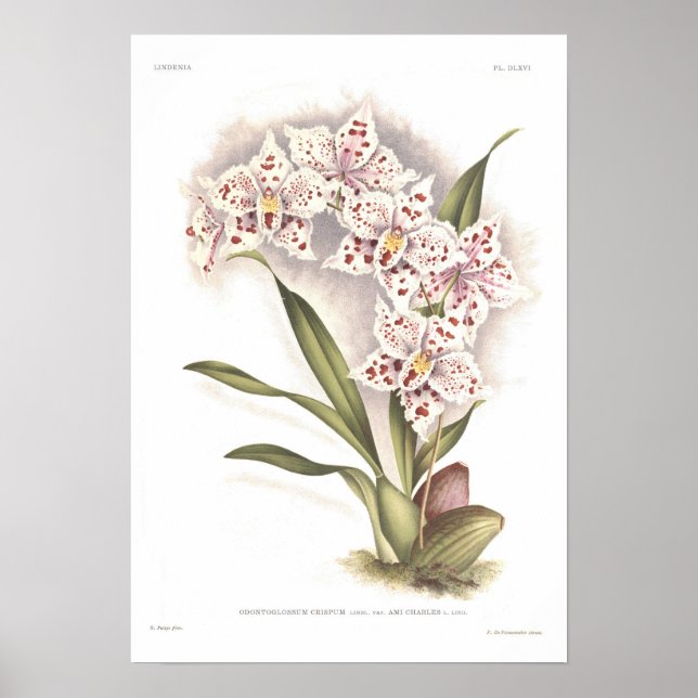 Odontolossum crispum poster (Framsidan)