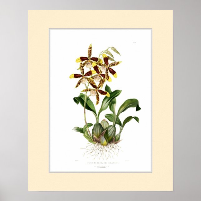 Odontolossum grande,Anpassningsbar gräns Poster (Framsidan)