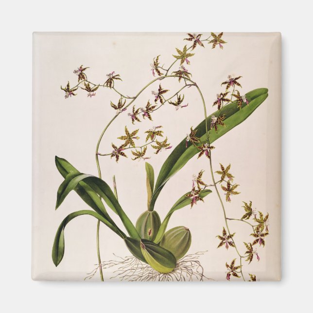 Odontolossum Hastatum Magnet (Framsidan)